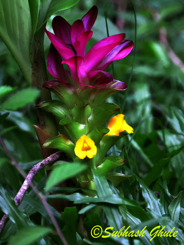 curcuma — photo 3 sur 10