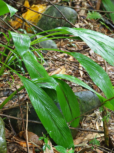 curcuma — Bild 2