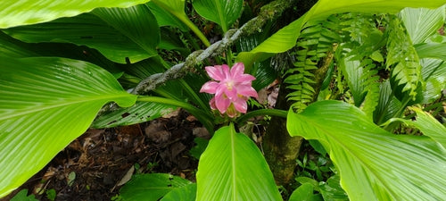 curcuma — Bild 1