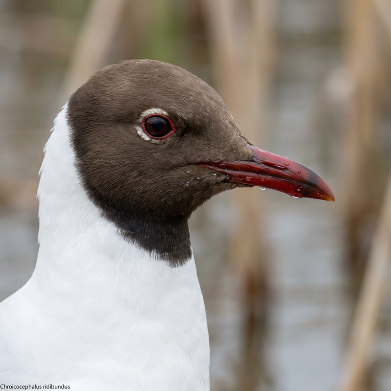 Mouette rieuse