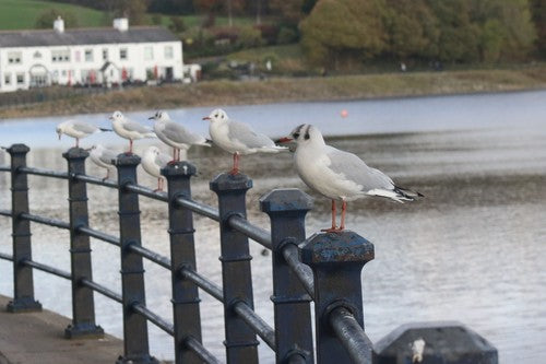 Mouette rieuse — Bild 5