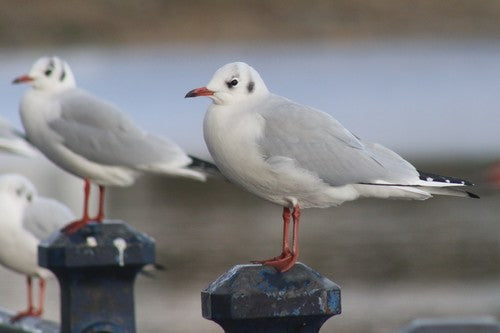 Mouette rieuse — Bild 4