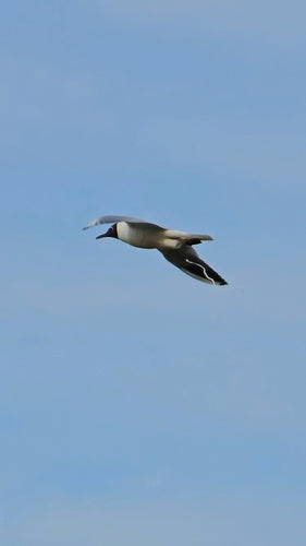 Mouette rieuse — Bild 2