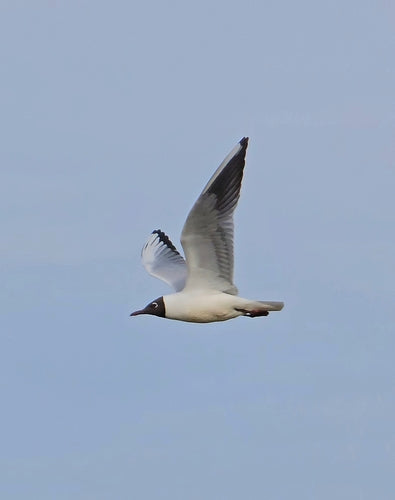 Mouette rieuse — Bild 3