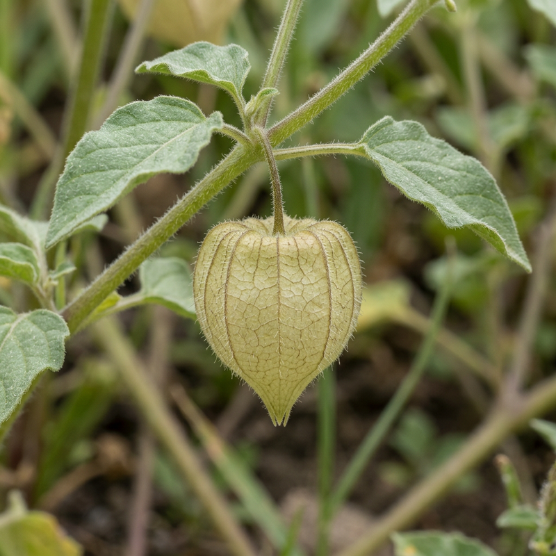 Fleur de lanterne chinoise (Physalis lagascae), illustration IA