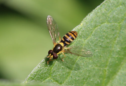 Hoverfly à long ventre — Bild 2