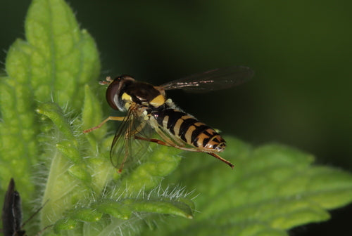 Hoverfly à long ventre — Bild 1