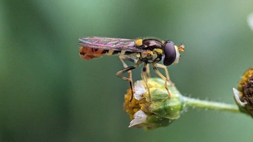Hoverfly à long ventre — Bild 5