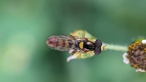 Hoverfly à long ventre — Bild 4