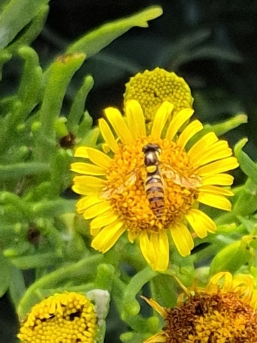 Hoverfly à long ventre — Bild 3