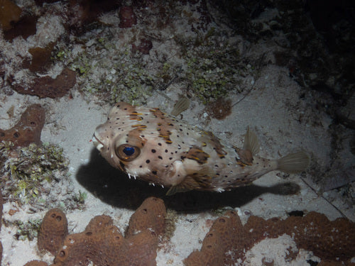 Poisson-porc-épic à longues épines — Bild 3