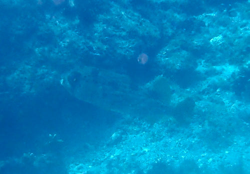 Poisson-porc-épic à longues épines — Bild 1