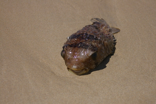 Poisson-porc-épic à longues épines — Bild 5
