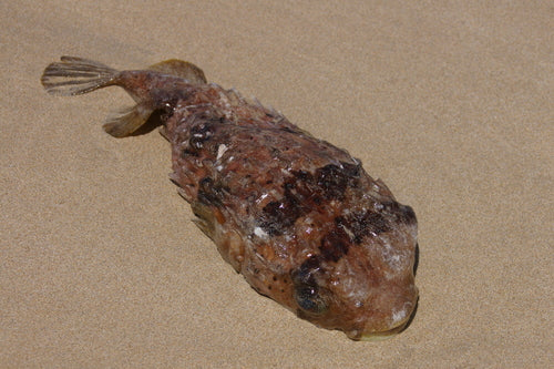 Poisson-porc-épic à longues épines — Bild 4
