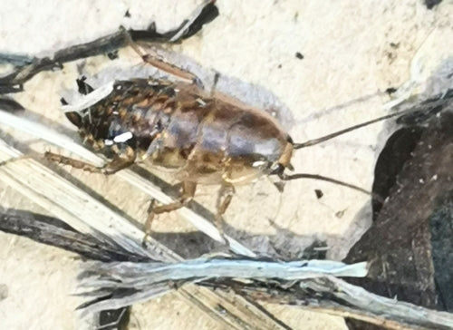 Blatte de Laponie — Bild 5
