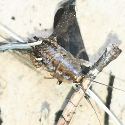 Blatte de Laponie — Bild 4