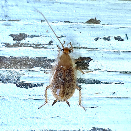 Blatte de Laponie — photo 5 sur 50