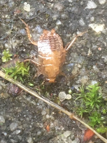 Blatte de Laponie — Bild 2
