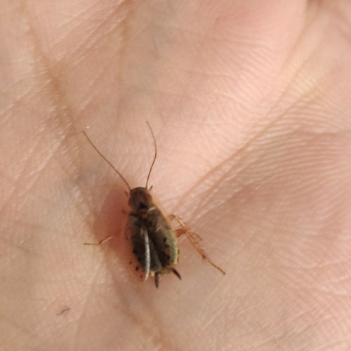 Blatte de Laponie — Bild 3