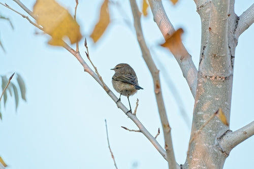 Paruline des feuilles (genre) — photo 5 sur 9