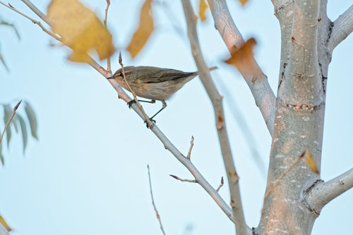 Paruline des feuilles (genre) — photo 4 sur 9