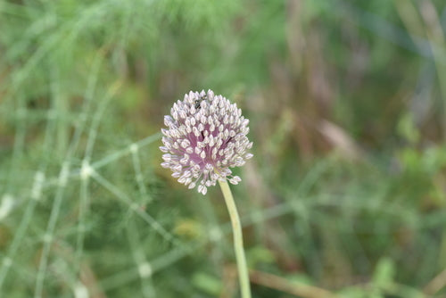 poireau — Bild 1
