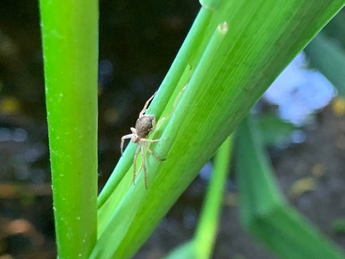 Espèces d'araignées qui courent — Bild 5