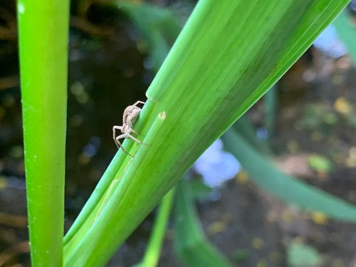 Espèces d'araignées qui courent — Bild 4