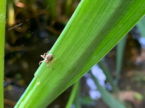 Espèces d'araignées qui courent — Bild 3