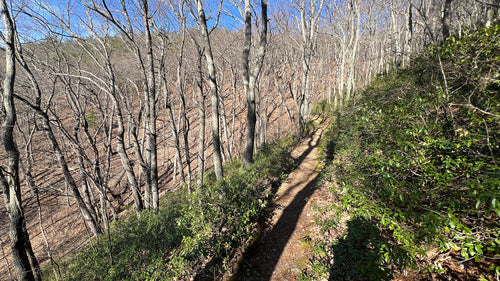 Bruyère lavande — photo 2 sur 8