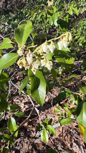 Bruyère lavande — photo 1 sur 8