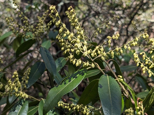 Bruyère lavande — Bild 3