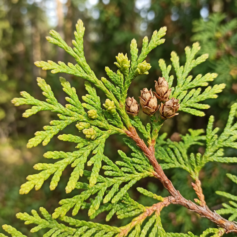 Arbre de la vie (Thuja), illustration IA