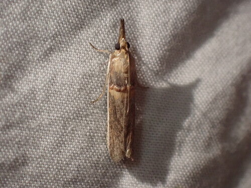 mites alimentaires — photo 2 sur 50