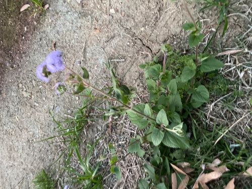 Baume du foie — Bild 5