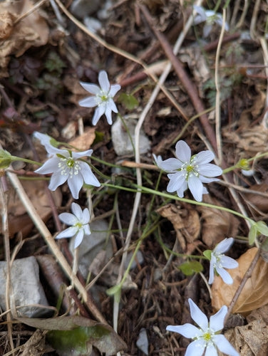 Hépatiques — Bild 3