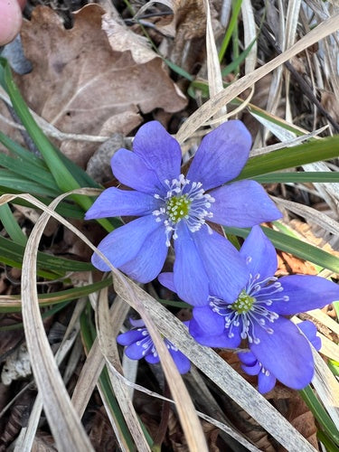 Hépatiques — Bild 4