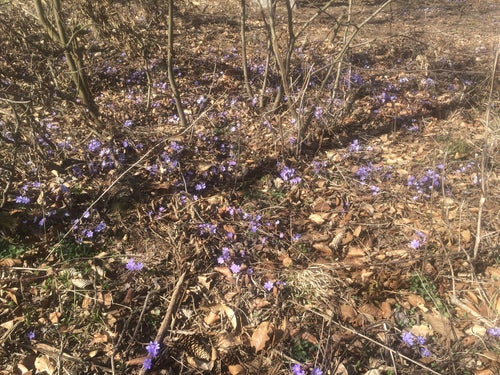 Hépatiques — Bild 1
