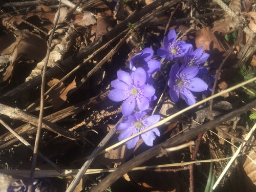 Hépatiques — Bild 2