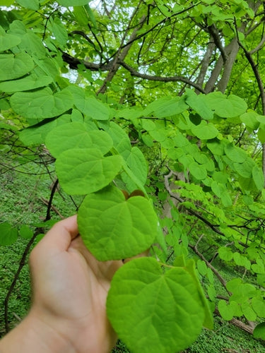 Arbre en pain d'épice — Bild 2