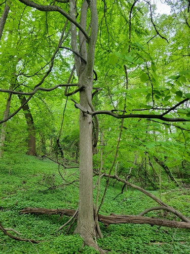 Arbre en pain d'épice — Bild 1