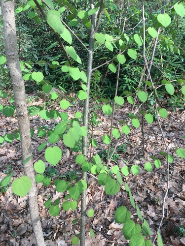 Arbre en pain d'épice — Bild 4