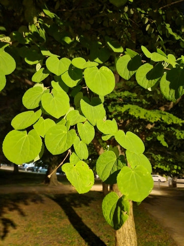 Arbre en pain d'épice — Bild 5