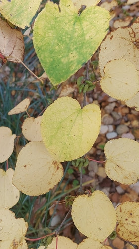 Arbre en pain d'épice — Bild 3