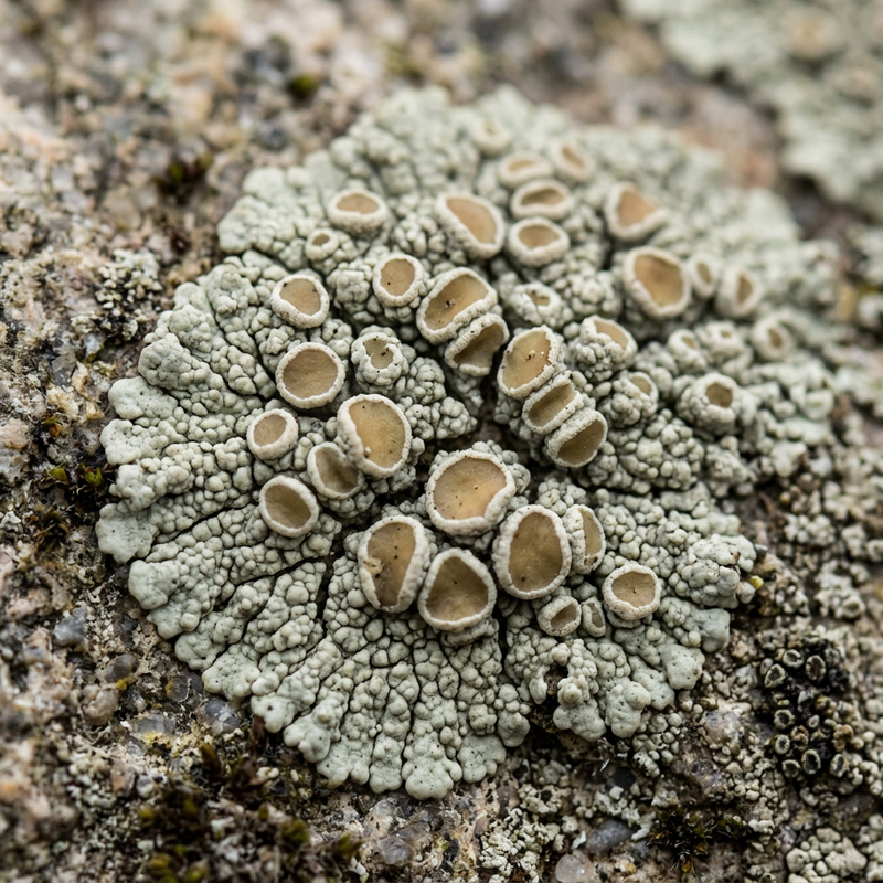 Lichen Lécanora (Lecanora), illustration IA