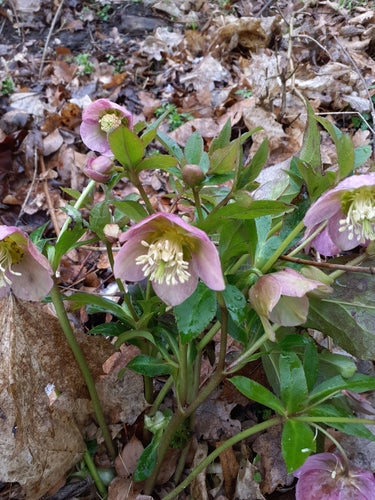 Lenzrose — Bild 4