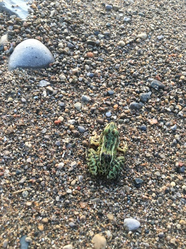 Grenouille léopard — Bild 2