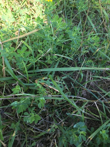 Grenouille léopard — Bild 4