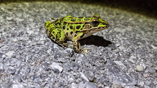 Grenouille léopard — Bild 5