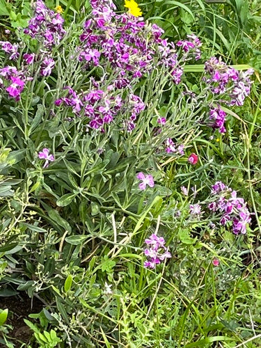 Levkojen — Bild 3